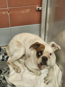 Boxer and Mixed Breed Dogs Available for Adoption in Houston, Texas - ISSAC | PetCurious