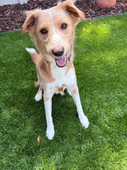 Dollie -  Spaniel Dog for Adoption in Poway, California - Dollie | PetCurious