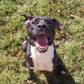 Oscar -  Mixed Breed Dog for Adoption in Jeffersonville, Indiana - Oscar | PetCurious