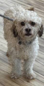 Buck -  Schnoodle Dog for Adoption in Arlington, Texas - Buck | PetCurious