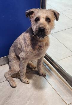 Roxy -  Wheaten Terrier Dog for Adoption in Walnutport, Pennsylvania - Roxy | PetCurious