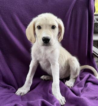 Raising Cane -  Great Pyrenees and Great Dane Dog for Adoption in Mundelein, Illinois - Raising Cane | PetCurious