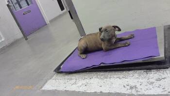 A2096218 -  Staffordshire Bull Terrier and Mixed Breed Dog for Adoption in Houston, Texas - A2096218 | PetCurious