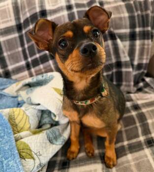 Doug E. Fresh -  Chihuahua and Terrier Dog for Adoption in Bloomfield, Connecticut - Doug E. Fresh | PetCurious