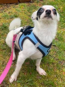 Chihuahua Dogs Available for Adoption in Fall River, Massachusetts - Jose Cuervo | PetCurious