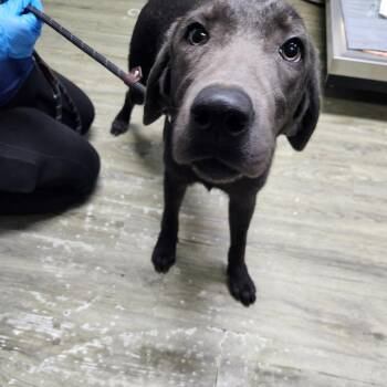 Merci -  Mixed Breed Dog for Adoption in Summerville, South Carolina - Merci | PetCurious