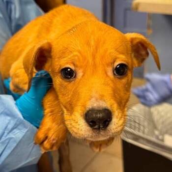 Buckeye -  Mixed Breed Dog for Adoption in Cape Girardeau, Missouri - Buckeye | PetCurious