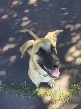 Rescue Belgian Shepherd Malinois and Mixed Breed Dogs for Adoption in Erin, Ontario - Mac | PetCurious