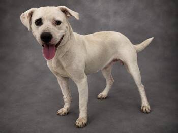 KINDLE -  American Bulldog and Mixed Breed Dog for Adoption in Winter Haven, Florida - KINDLE | PetCurious