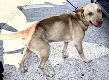 Labrador Retriever and Mixed Breed Dogs Available for Adoption - A650712 | PetCurious