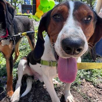Bo -  Beagle and Mixed Breed Dog for Adoption in Falls Church, Virginia - Bo | PetCurious