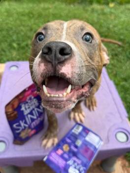 Logan -  Terrier Dog for Adoption - Logan | PetCurious