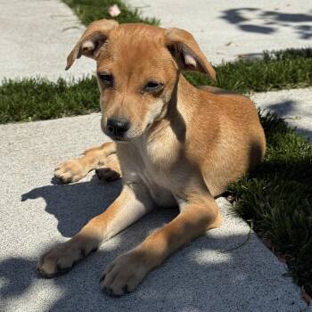 Mr. Adorable Pico -  Chihuahua Dog for Adoption in Ridgefield, Washington - Mr. Adorable Pico | PetCurious
