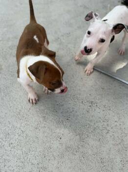 Terrier Dogs Available for Adoption - Brady | PetCurious