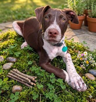 English Pointer and Mixed Breed Dogs Available for Adoption in Lincoln, Nebraska - PETER | PetCurious
