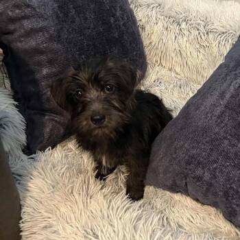Maxine -*Available 8/15*Chino Hills Location -  Terrier and Mixed Breed Dog for Adoption in Chino Hills, California - Maxine -*Available 8/15*Chino Hills Location | PetCurious
