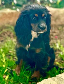 Valorie -  Cocker Spaniel Dog for Adoption in Austin, Texas - Valorie | PetCurious