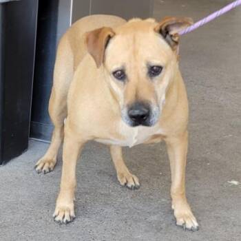 Chloe -  Mixed Breed Dog for Adoption in Las Cruces, New Mexico - Chloe | PetCurious