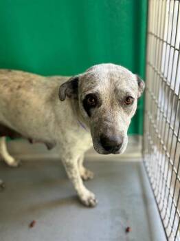 A256464 -  Australian Cattle Dog Blue Heeler and Mixed Breed Dog for Adoption in Visalia, California - A256464 | PetCurious