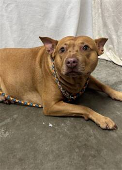 A054093 -  Pit Bull Terrier and Mixed Breed Dog for Adoption in Rosenberg, Texas - A054093 | PetCurious