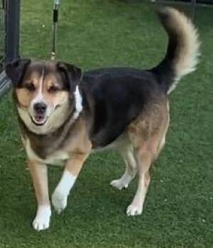 PRINCETON -  Mixed Breed Dog for Adoption in Dallas, Texas - PRINCETON | PetCurious
