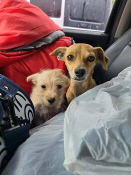 Labrador Retriever and Terrier Dogs Available for Adoption in New York, New York - Denise (TX) | PetCurious