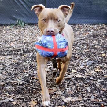 Tyson *I