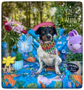 Pac Man -  Jack Russell Terrier and Chihuahua Dog for Adoption in Sebring, Florida - Pac Man | PetCurious