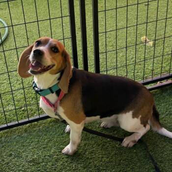 Beagle Dogs Available for Adoption - Scarlett | PetCurious