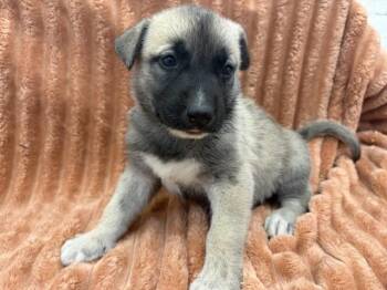 CHEYENNE -  Pit Bull Terrier Dog for Adoption in San Bernardino, California - CHEYENNE | PetCurious