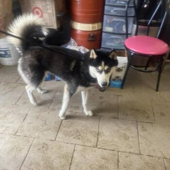 Hannah -  Siberian Husky Dog for Adoption in Huntington, West Virginia - Hannah | PetCurious