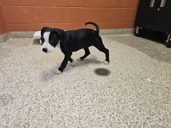 GERTRUDE -  Pit Bull Terrier and Mixed Breed Dog for Adoption in Pueblo, Colorado - GERTRUDE | PetCurious