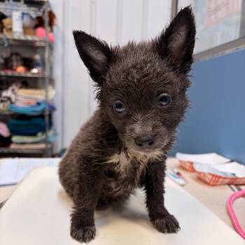 Terrier and Shepherd Dogs Available for Adoption in Edinburg, Texas - Clark | PetCurious