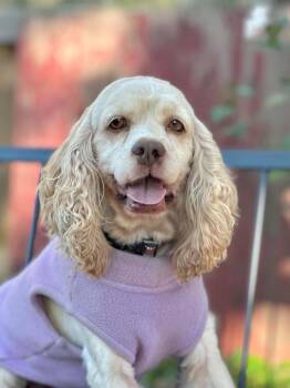 Birdie -  Cavalier King Charles Spaniel Dog for Adoption in Columbus, Ohio - Birdie | PetCurious