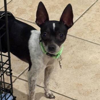 Chihuahua Dogs Available for Adoption - Eron | PetCurious