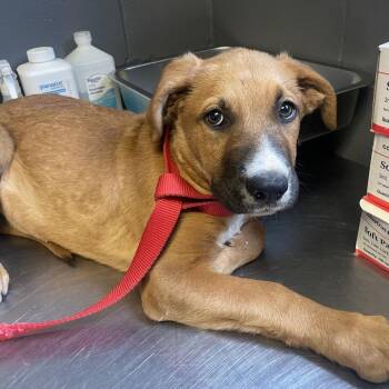 Shepherd and Mixed Breed Dogs Available for Adoption in Tuscaloosa, Alabama - TUSC-Stray-84342 | PetCurious
