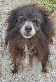 Rescue Pomeranian Dogs for Adoption in Terre Haute, Indiana - Bear | PetCurious