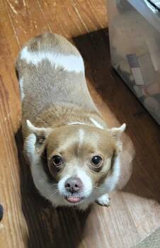 Rescue Chihuahua Dogs for Adoption in Van Alstyne, Texas - Eva | PetCurious