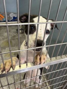 ALLIE -  Pit Bull Terrier Dog for Adoption in Rochester, Indiana - ALLIE | PetCurious