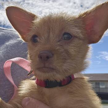 Rescue Chihuahua and Shih Tzu Dogs for Adoption in Aloha, Oregon - Skye | PetCurious