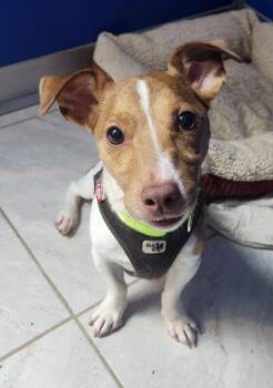 Jack -  Jack Russell Terrier Dog for Adoption in Walnutport, Pennsylvania - Jack | PetCurious