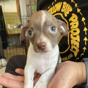 Chihuahua Dogs Available for Adoption - Lady MacBeth | PetCurious