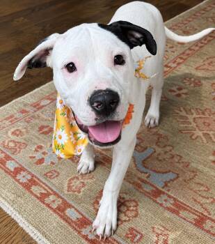MooMoo - Local 7-10 -  American Bulldog Dog for Adoption in Princeton, Massachusetts - MooMoo - Local 7-10 | PetCurious