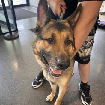 Major -  Shepherd Dog for Adoption in Allentown, Pennsylvania - Major | PetCurious