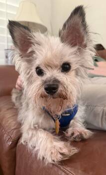 Roxy -  Yorkshire Terrier Dog for Adoption in Plano, Texas - Roxy | PetCurious