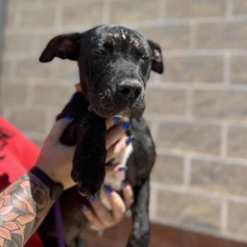 Beauty -  American Staffordshire Terrier and Mixed Breed Dog for Adoption in Corpus Christi, Texas - Beauty | PetCurious