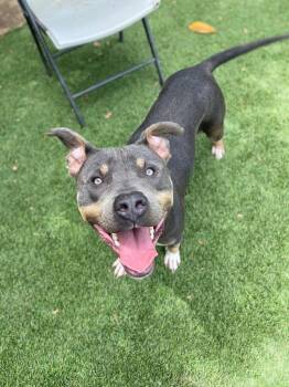 Louie -  Pit Bull Terrier and Mixed Breed Dog for Adoption in Chico, California - Louie | PetCurious