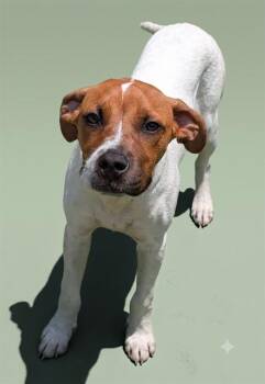 SANDLER -  Mixed Breed Dog for Adoption in Jacksonville, Florida - SANDLER | PetCurious