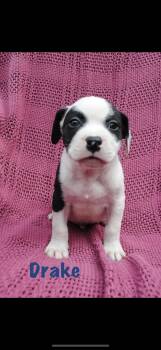 Drake -  American Staffordshire Terrier Dog for Adoption in Seaside Heights, New Jersey - Drake | PetCurious