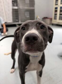Quebec - 1 -  Labrador Retriever and Mixed Breed Dog for Adoption in Daytona Beach, Florida - Quebec - 1 | PetCurious